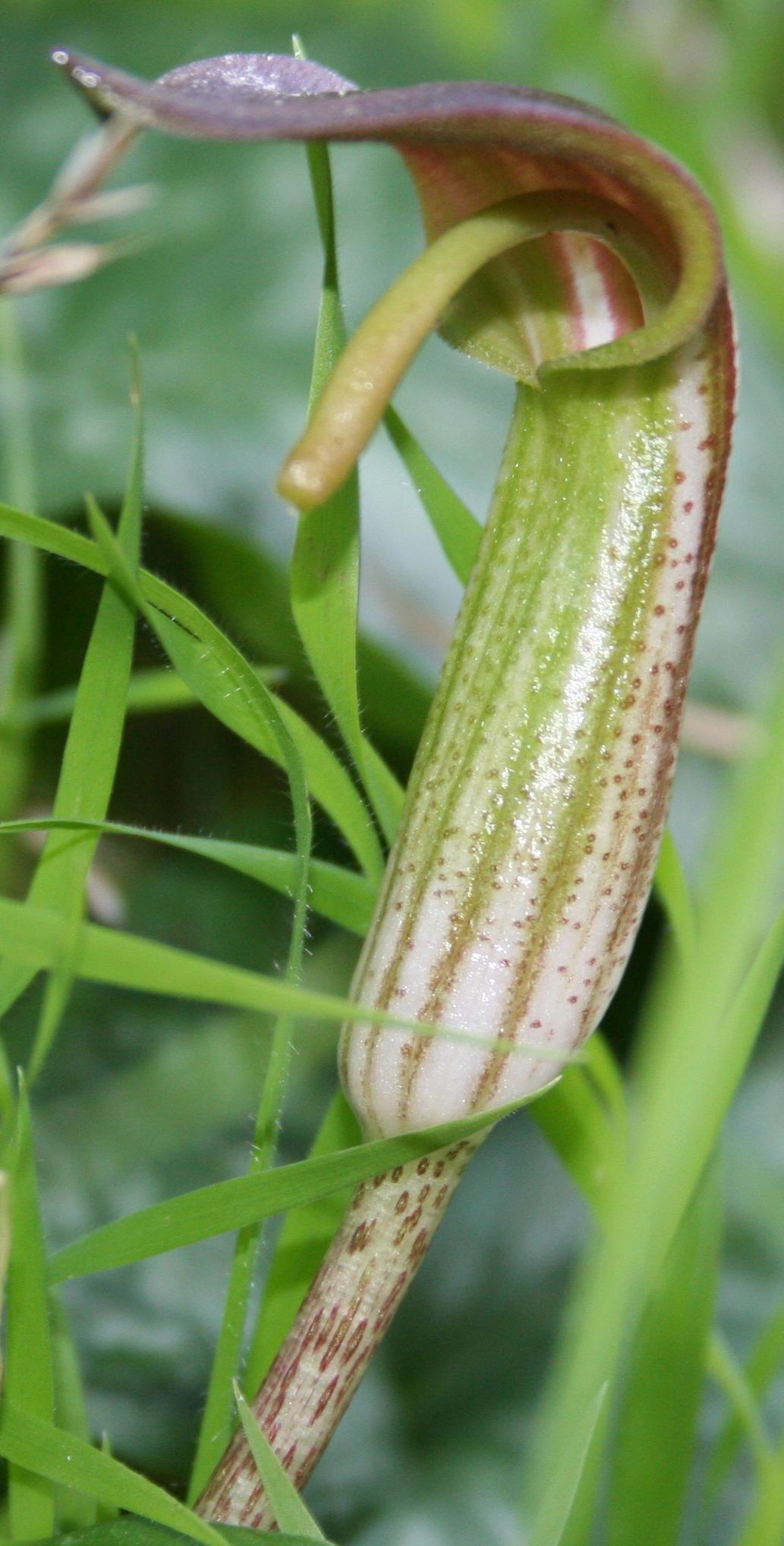 Arisarum vulgare